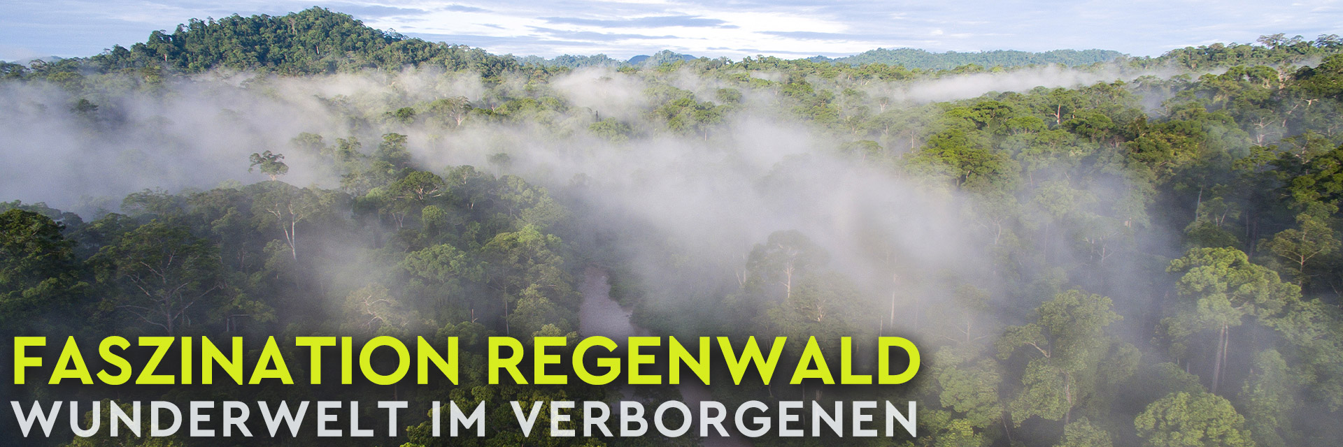 Faszination Regenwald – Wunderwelt im Verborgenen