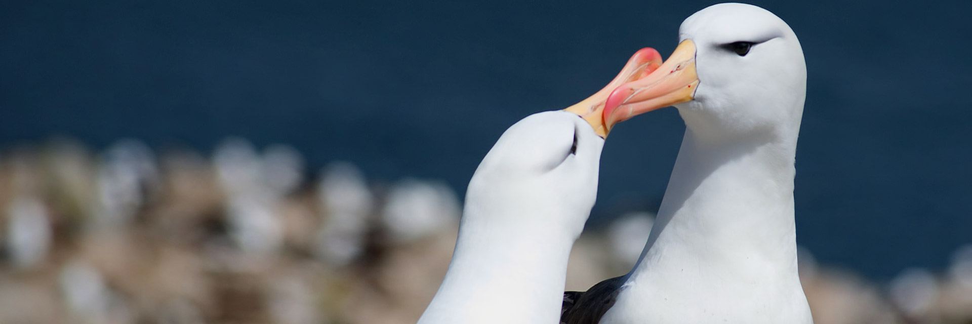 Bis ans Ende der Welt