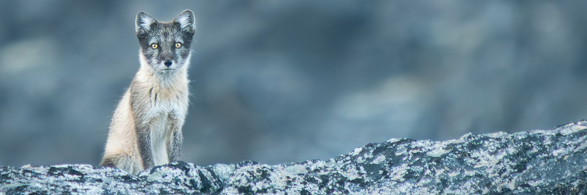 Grönland – Ruf der Stille