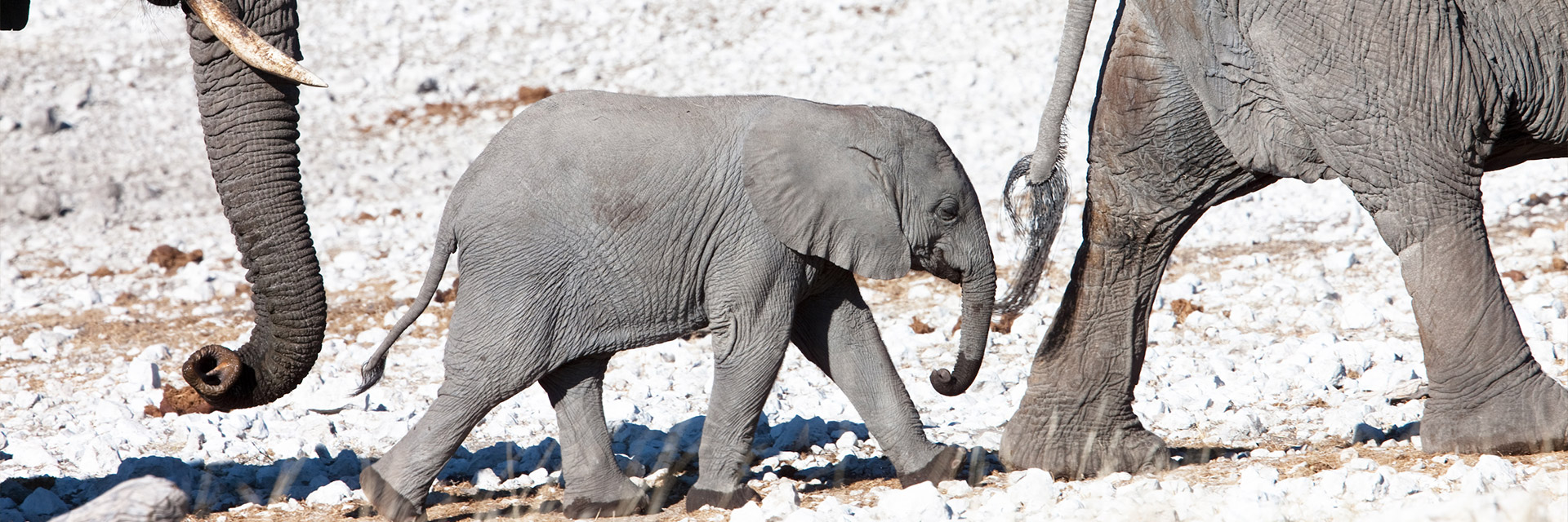 Namibia – Mythos und bizarre Schönheit