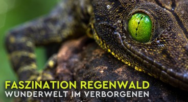 Dieter Schonlau: Faszination Regenwald – Wunderwelt im Verborgenen